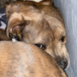 Meet your Posher, Christy